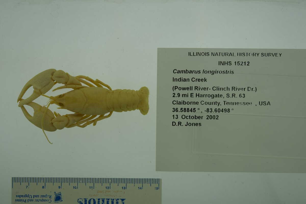 Cambarus longirostris image